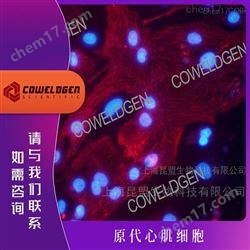 原代心肌細胞